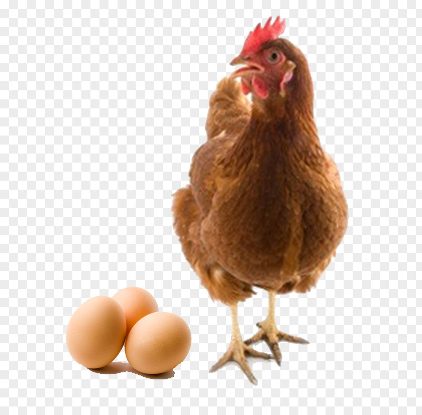 Poultry Eggs Chicken Or The Egg Battery Cage Livestock PNG