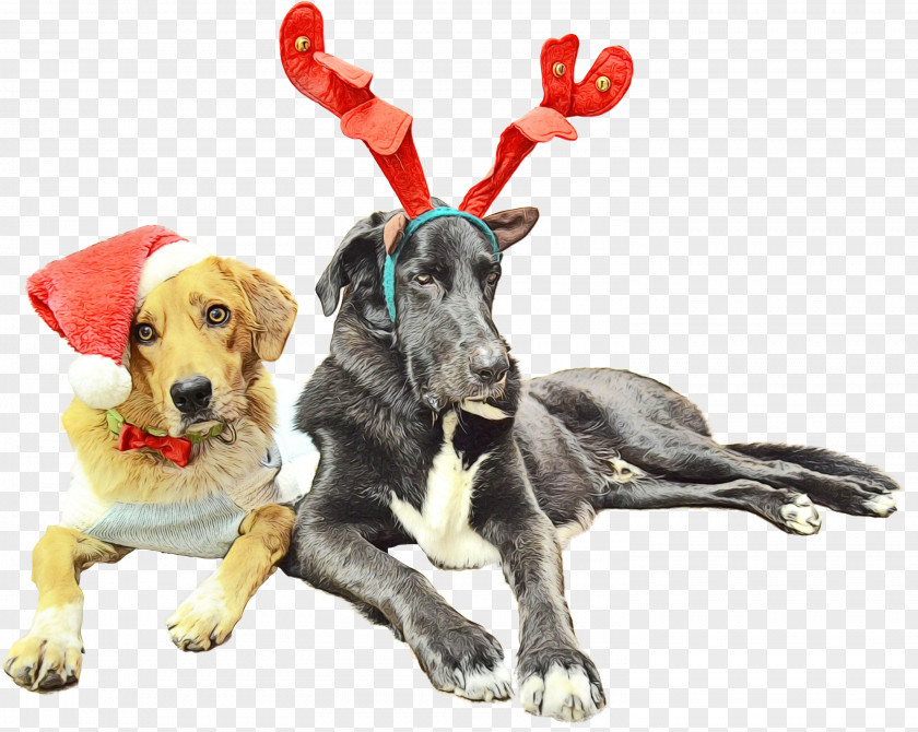 Puppy Great Dane Christmas Ornament PNG
