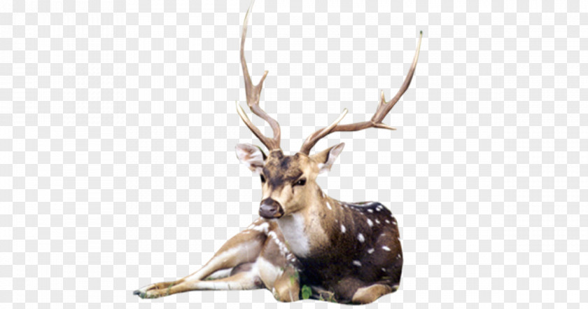 Reindeer White-tailed Deer Elk Antler PNG