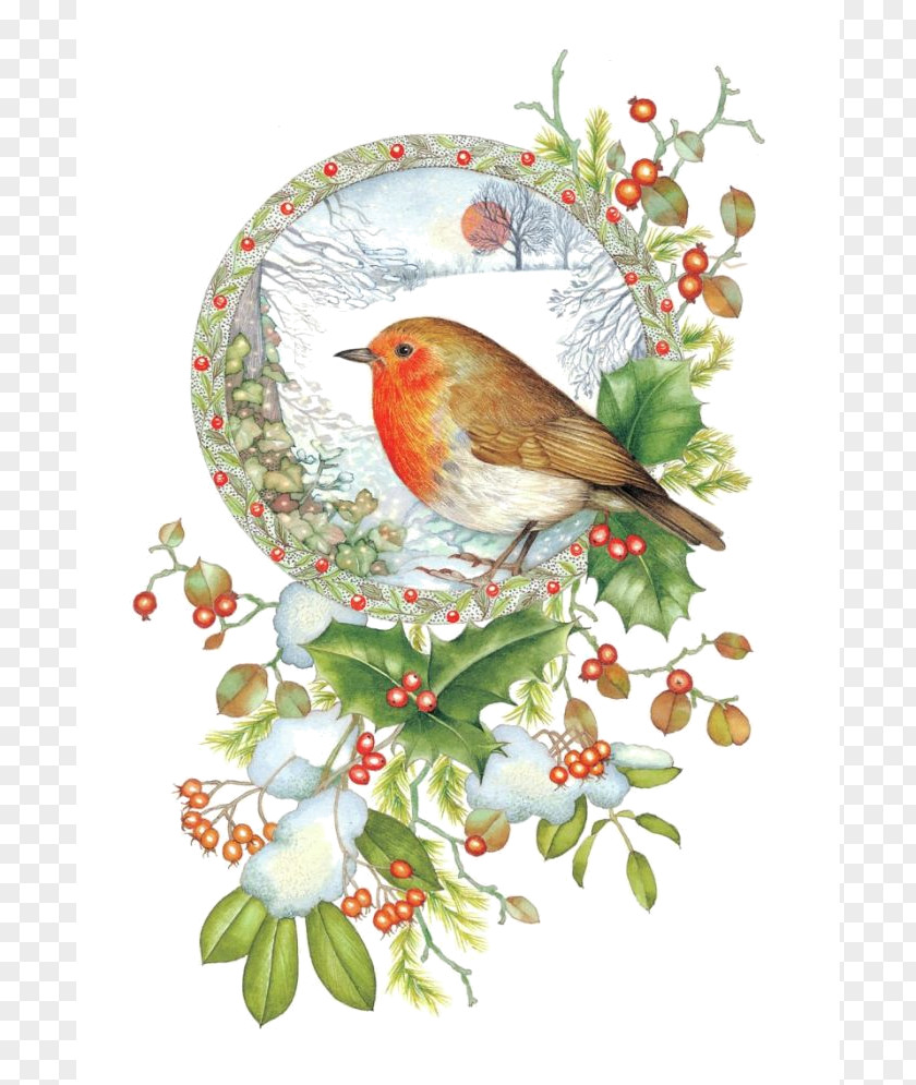 Bird European Robin Christmas Card American PNG