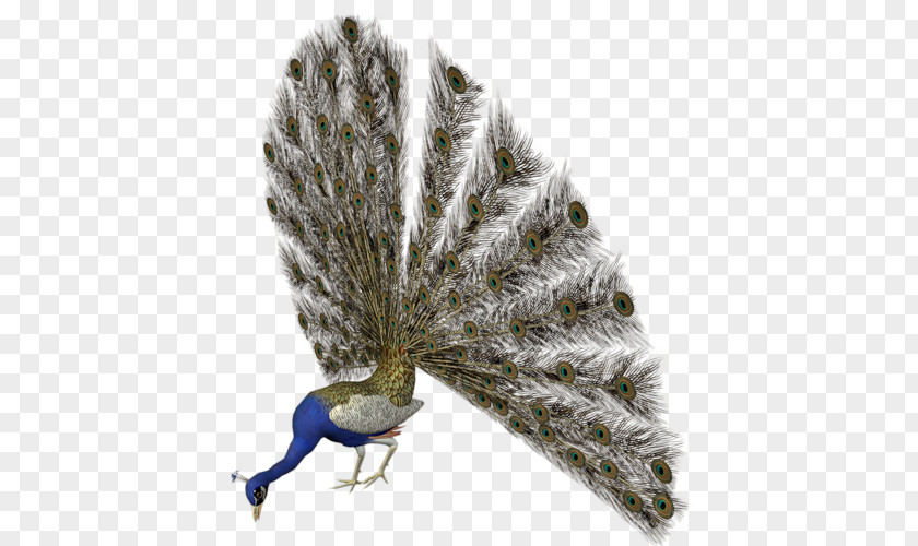Bird Pavo Reptile Feather PNG
