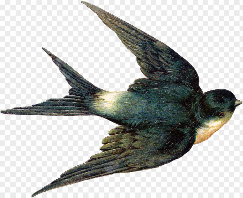 Bird Swallow Tattoo Barn Clip Art Tree PNG