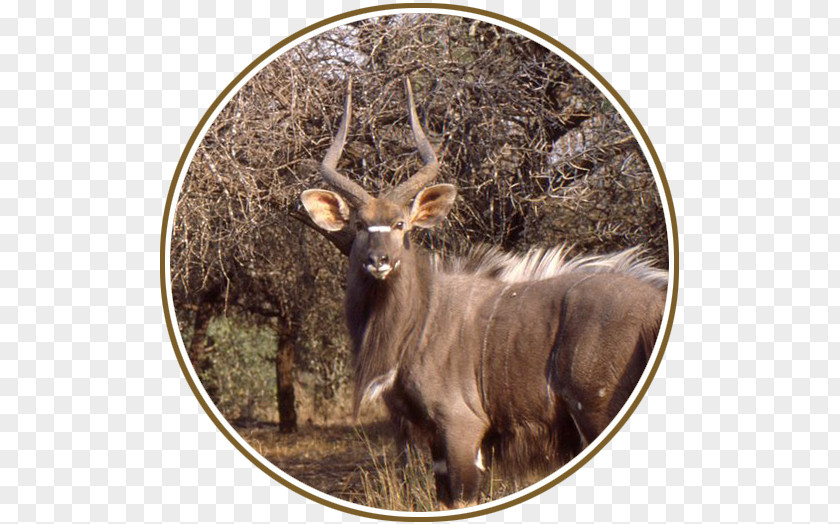 Deer Elk White-tailed Waterbuck Fauna PNG