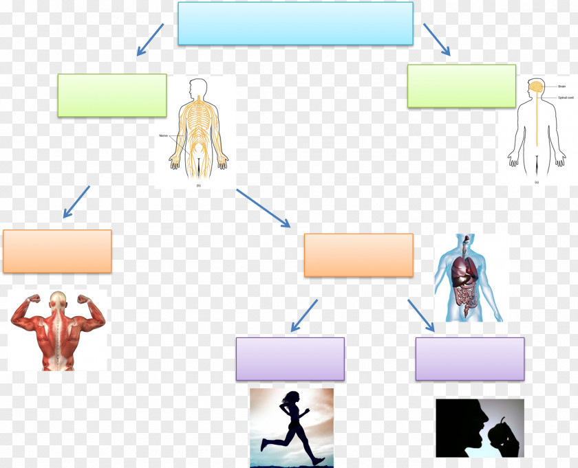 Nervous System Paper Homo Sapiens Finger PNG