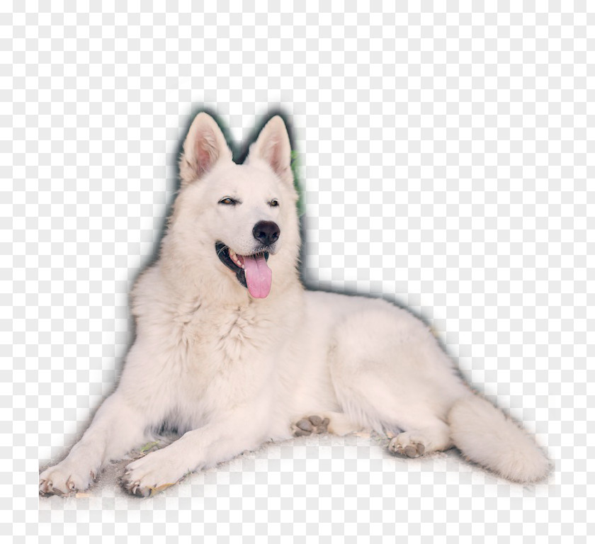 Pastore Tedesco Berger Blanc Suisse Dog Breed White Shepherd Samoyed Canadian Eskimo PNG