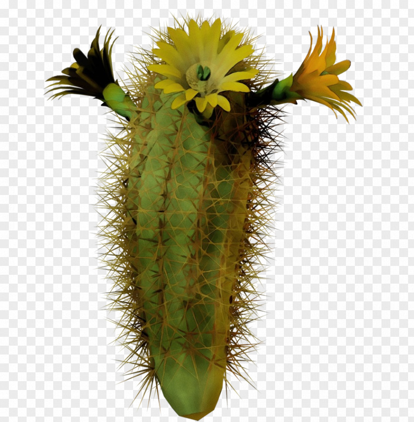 Perennial Plant Largeflowered Cactus Cartoon PNG