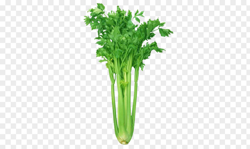 Vegetable Celery Organic Food Grocery Store PNG