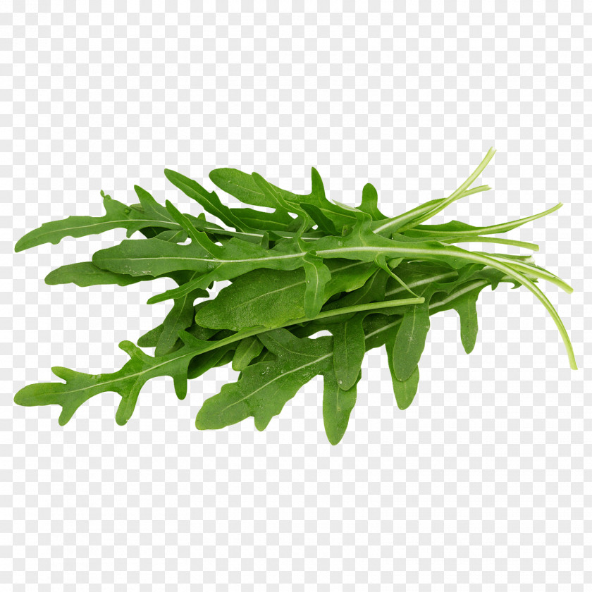 Wattleseed Chicory Arugula Greens Salad Vegetarian Cuisine Vegetable PNG