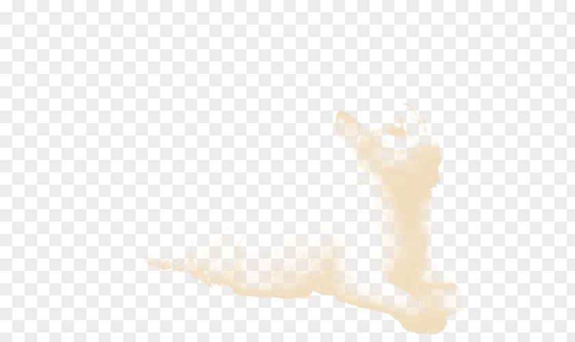 Cat Whiskers Dog Canidae Paw PNG