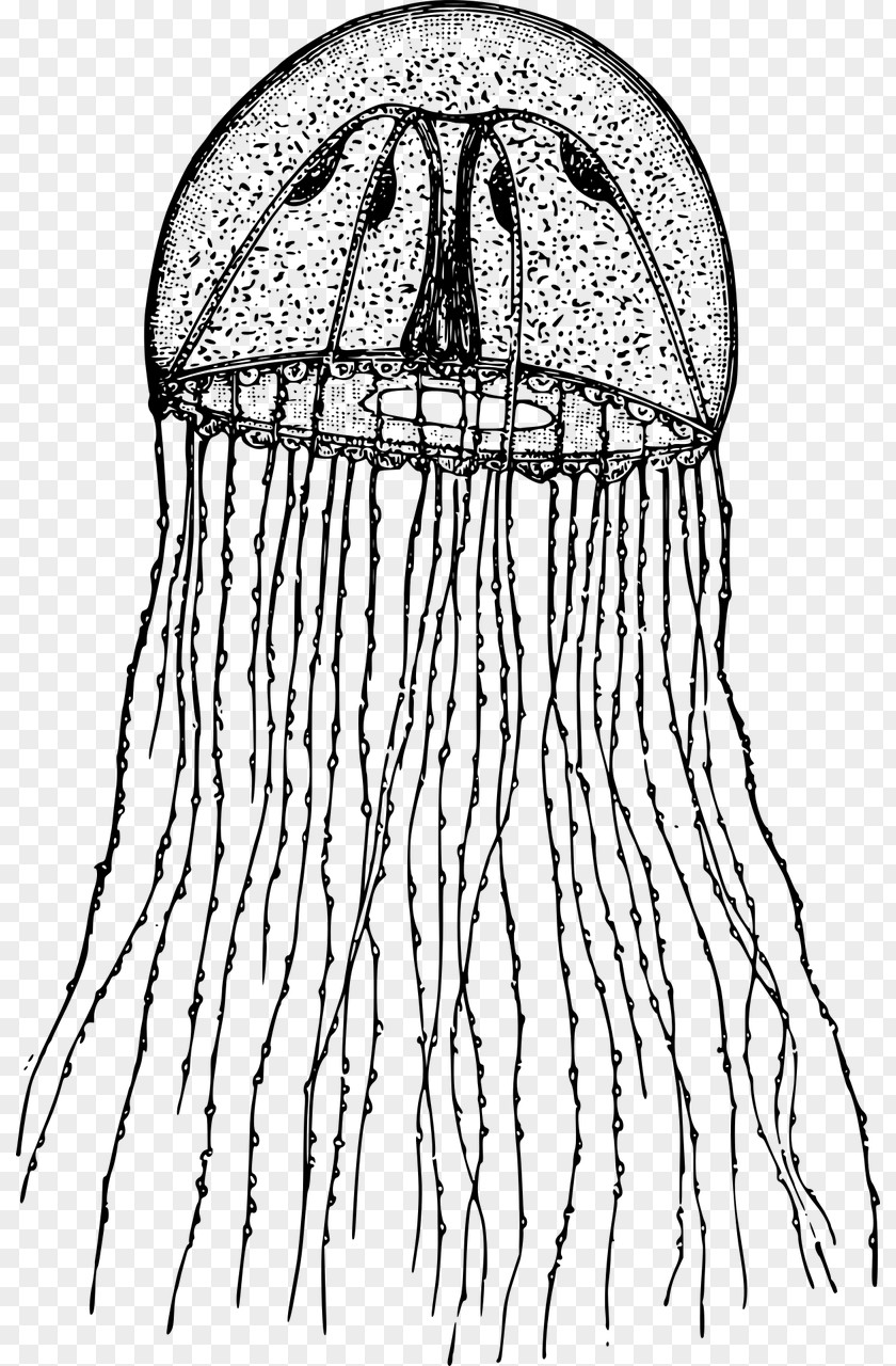 Cute Jellyfish Hydrozoa Hydra Clip Art PNG