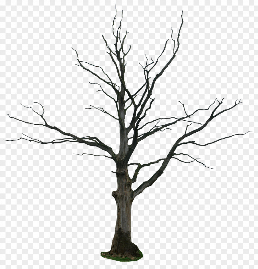 Dead Tree Cartoon Drawing Snag Clip Art PNG