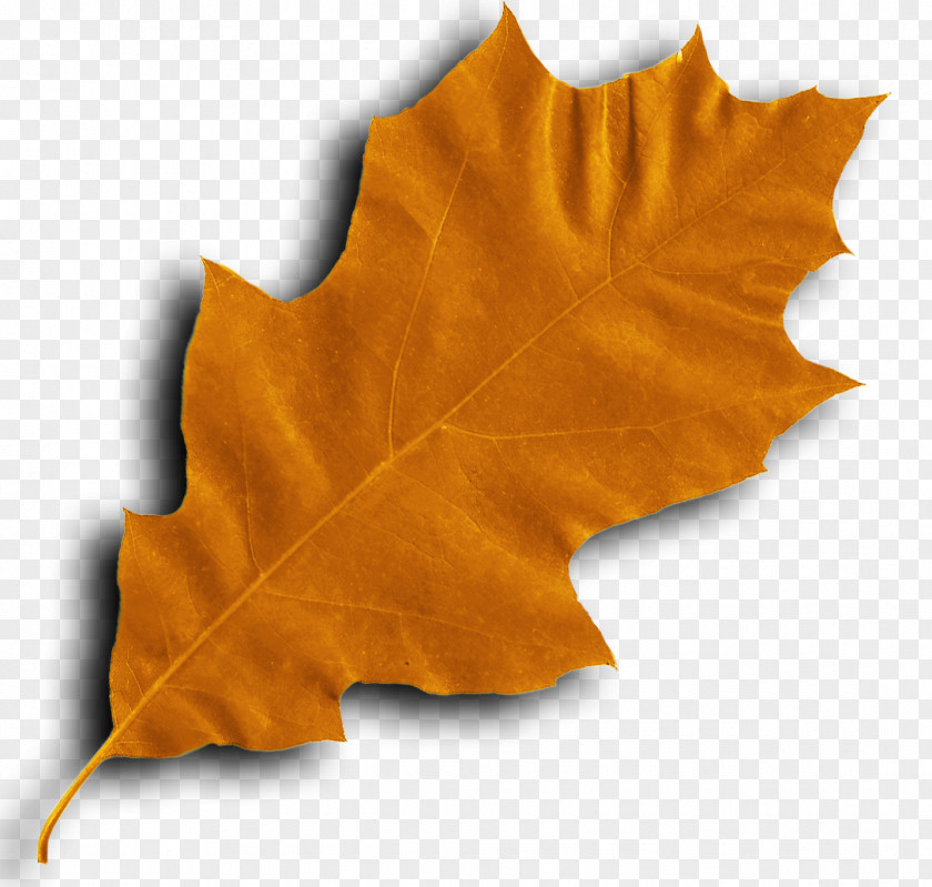 Leaf Maple PNG