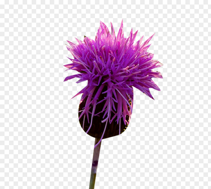 Milk Thistle Grass Buds Picture Material PNG