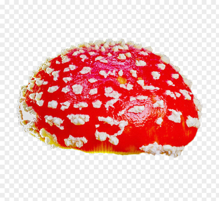 Mushroom Amanita Muscaria Agaric Fungus Boletus Calopus PNG