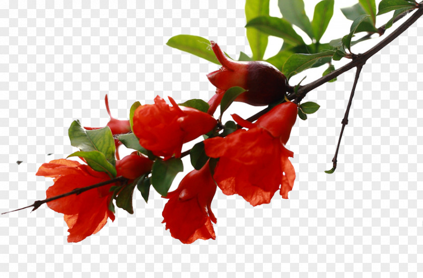 The Pomegranate Tree Is Blossoming Flower Blossom PNG