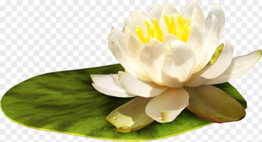 Water Lilies Flower Clip Art PNG