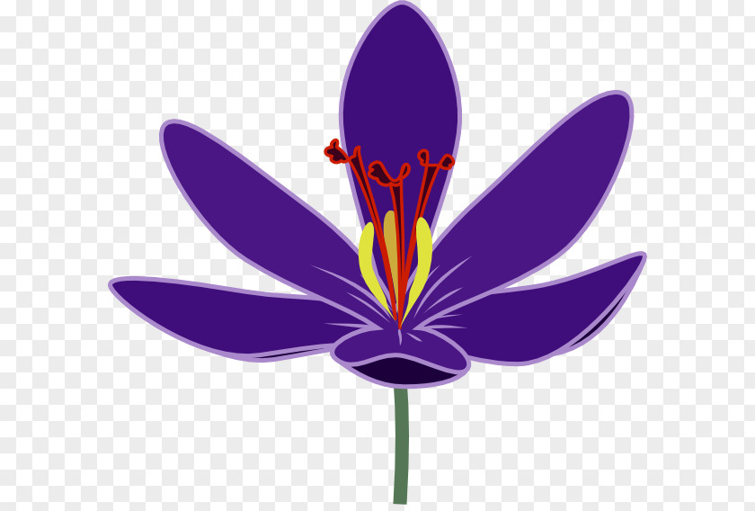 Crocus Vernus Flower Clip Art PNG