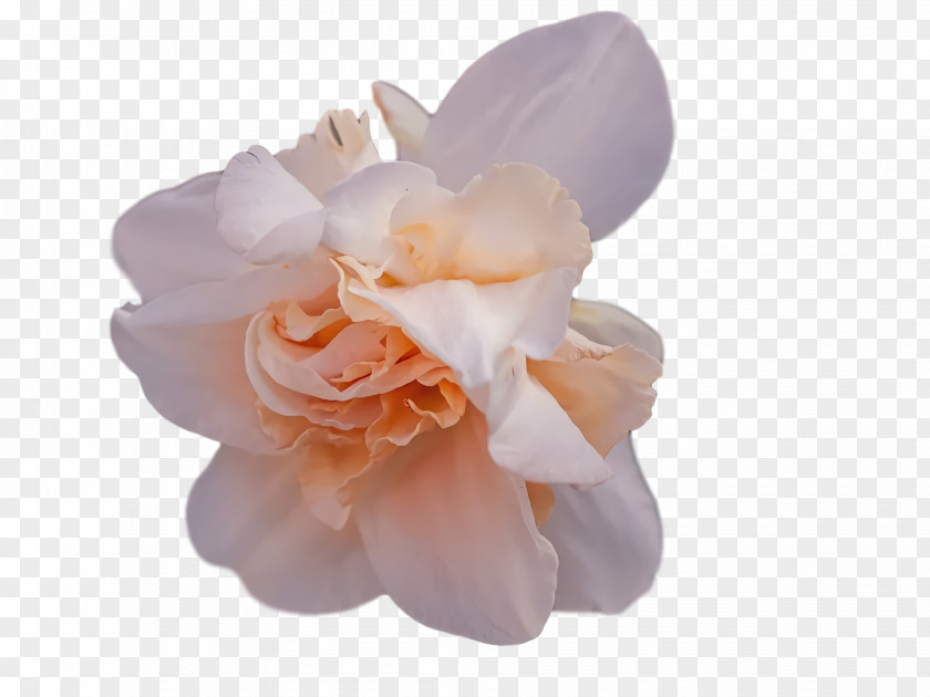 Cut Flowers Petal Flower PNG