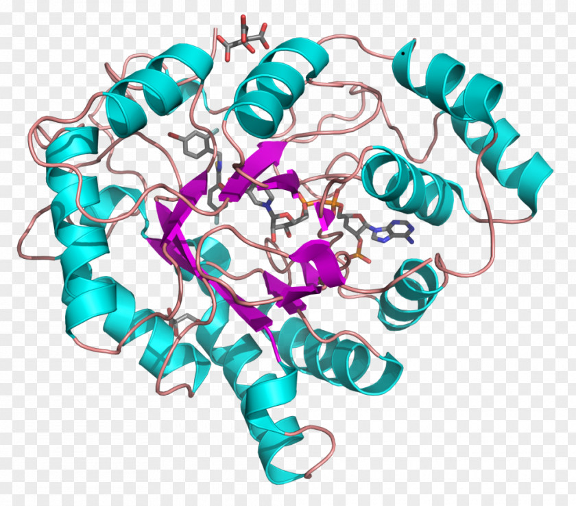 Free Entry Aldose Reductase Nicotinamide Adenine Dinucleotide Phosphate Aldo-keto Oxidoreductase PNG