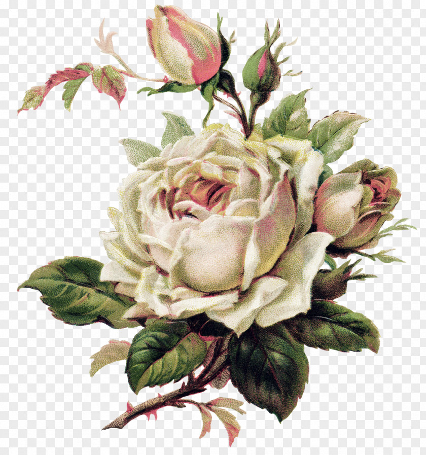 Pastel Flower Vintage Roses: Beautiful Varieties For Home And Garden Tattoo Pink PNG