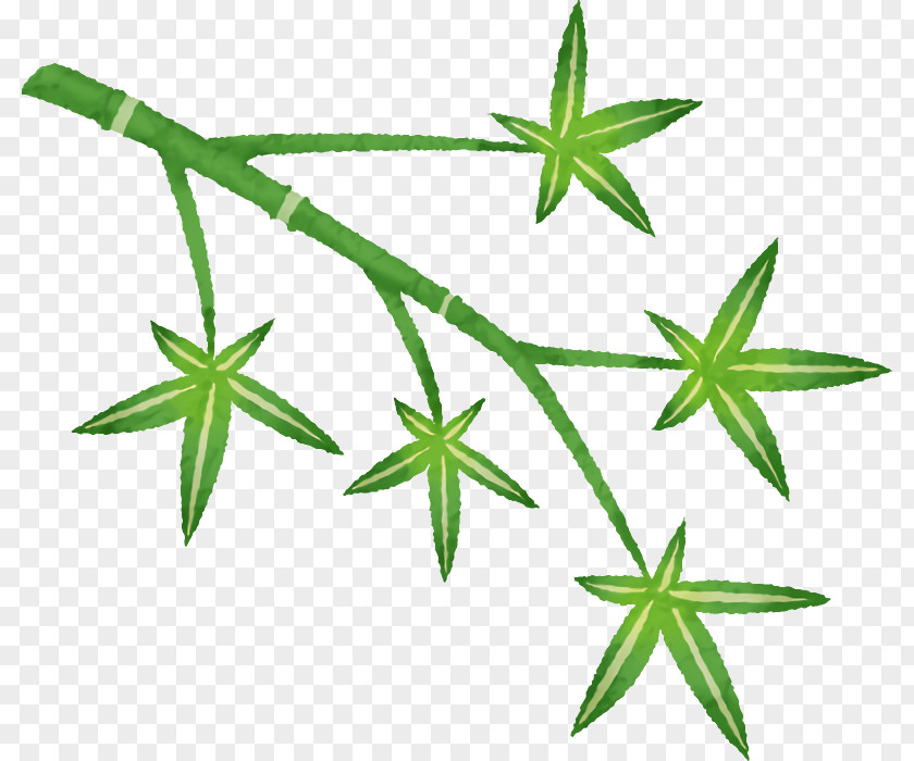 Plant Stem Hemp Leaf M-tree Line PNG