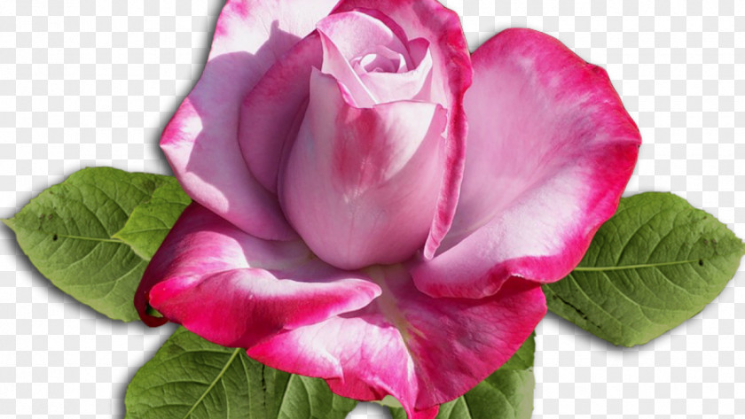 Hibiscus Garden Roses Cabbage Rose Floribunda .by Cut Flowers PNG