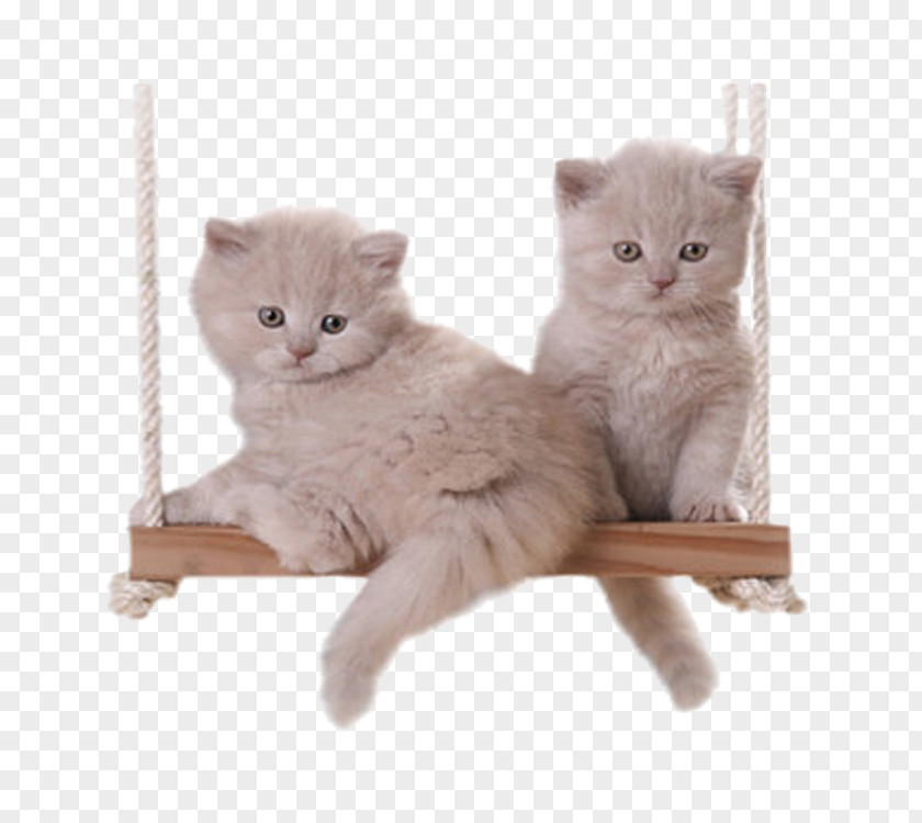 Swing Cats Cat Kitten PNG