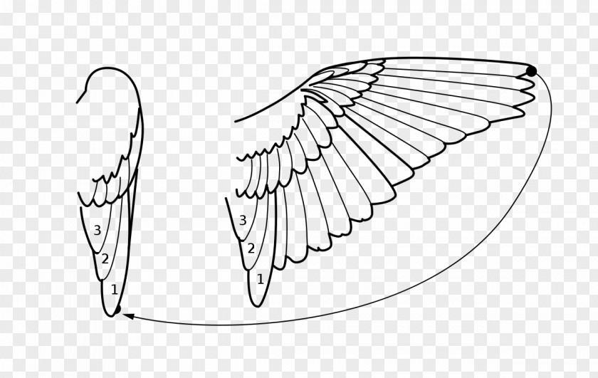 Bird Line Art Drawing Wikipedia PNG