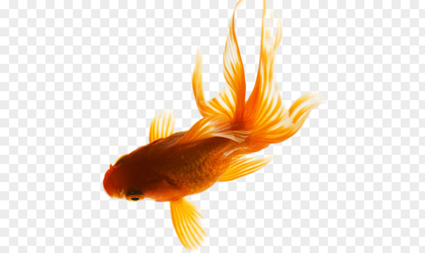 Goldfish Download PNG