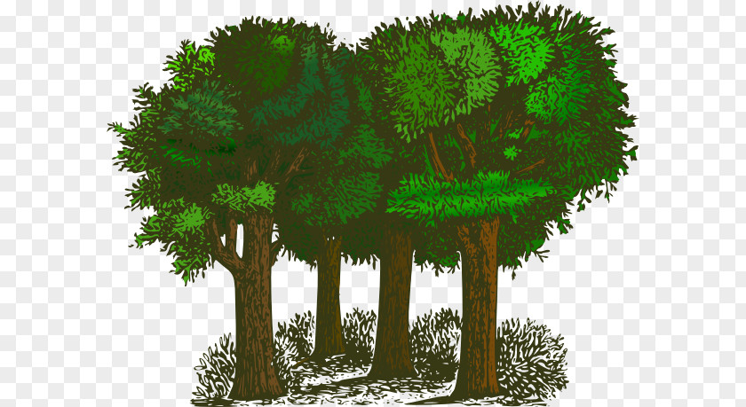 Green Forest Trees Clipart Tree Shrub Free Content Clip Art PNG