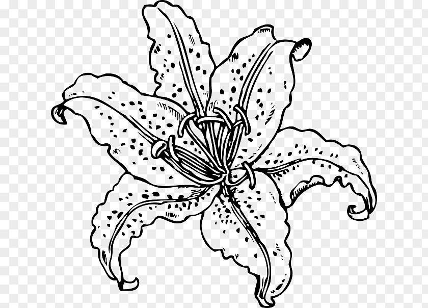 Hand-painted Lily Easter Tiger Lilium Candidum Clip Art PNG
