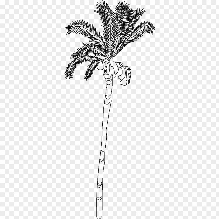 Leaf Arecaceae Twig Plant Stem PNG