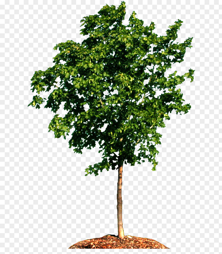 Leaves Watercolor Tree Carpinus Betulus Woody Plant Branch Pine PNG