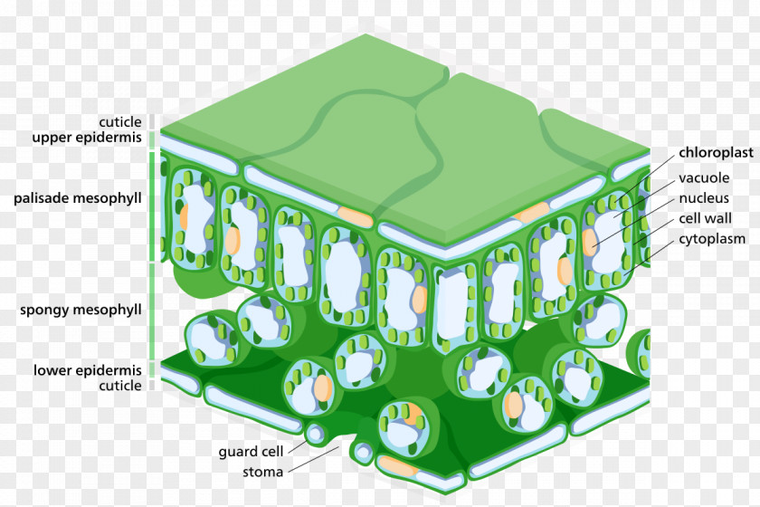 Lyer Epidermis Leaf Palisade Cell Photosynthesis Stoma PNG