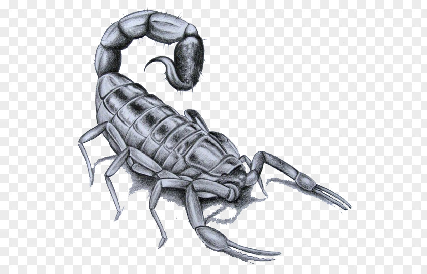 Scorpion Flash Tattoo Drawing PNG