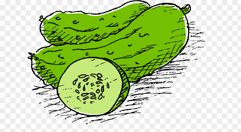 Small Hand-painted Cartoon Cucumber Vegetable Melon Pepino PNG