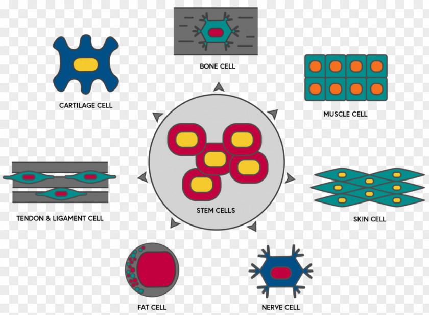 Stem Cells Cell PNG
