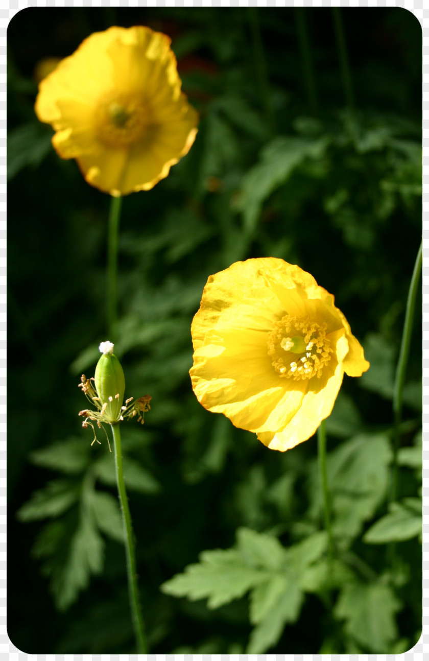 The Little Monkey Scatters Flowers Avens Petal PNG