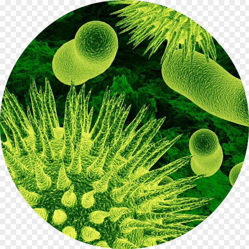 Unicellular Organism Multicellular Biology PNG