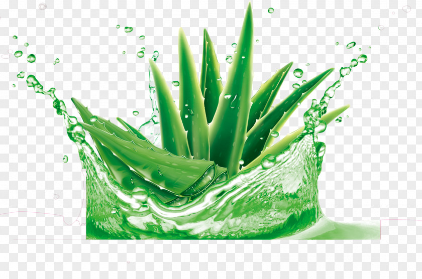 Watercolor Succulent Plant Aloe Vera Gel Water Skin PNG