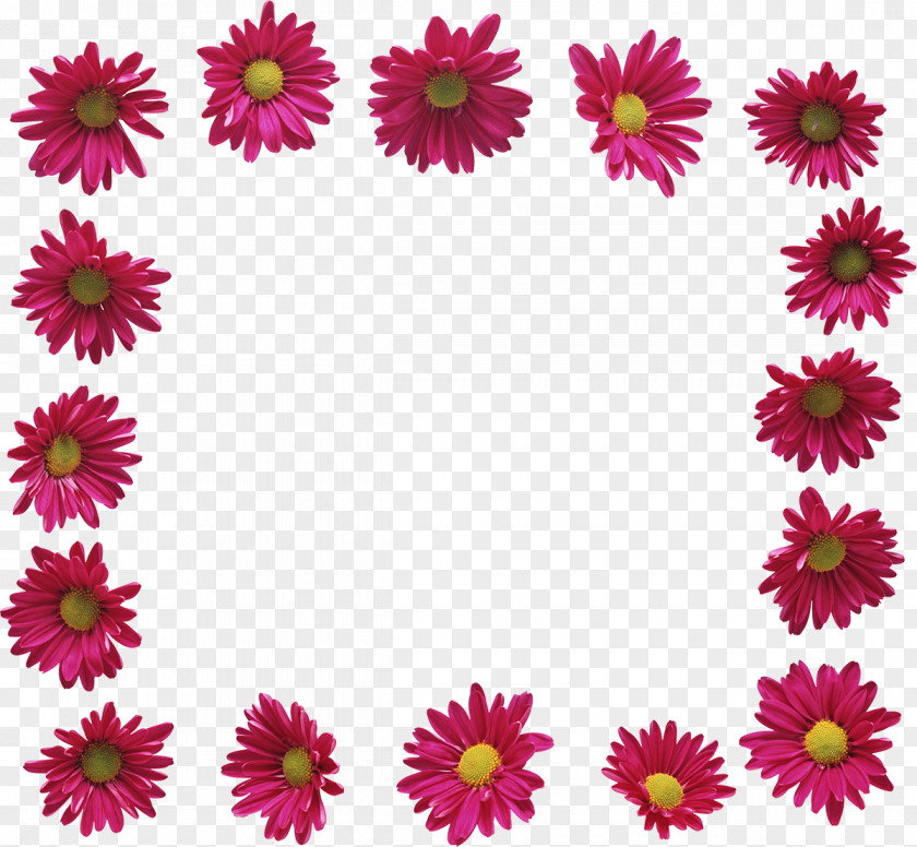 Chrysanthemum Flower Picture Frames Garden Roses Photography Clip Art PNG