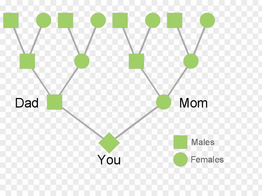 Family Ancestor Tree Lineage Evolution PNG