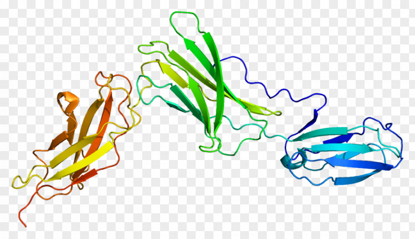 Interleukin-6 Receptor Interleukin 6 Interleukin-1 Family Tocilizumab PNG