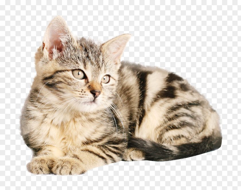 Kitten Siberian Cat Malayan Siamese Birman PNG