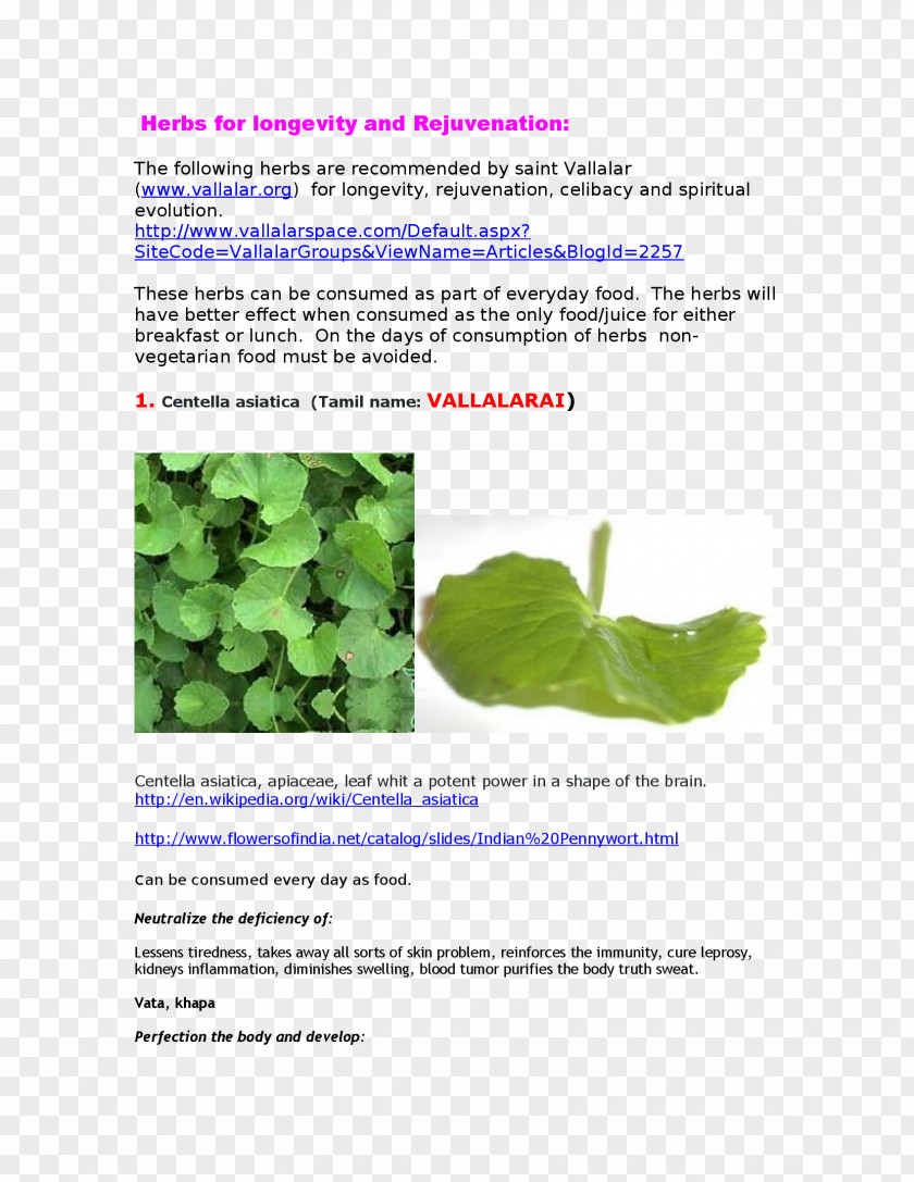 Leaf Herbalism Medicine Waterhyssop PNG