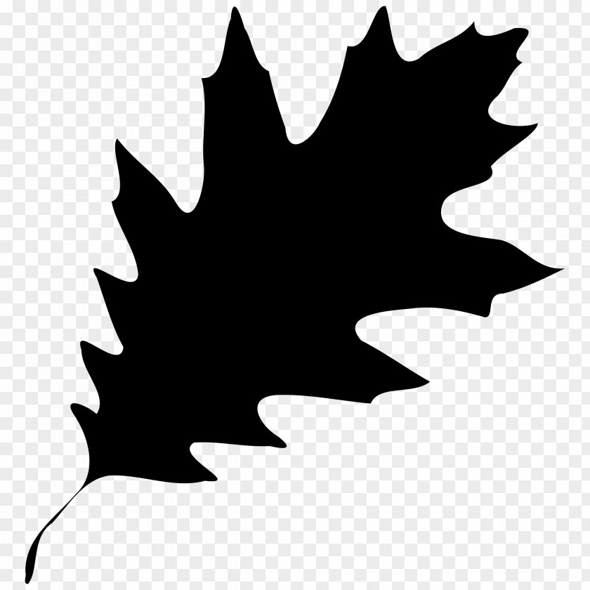 Leaf Image Vector Graphics PNG