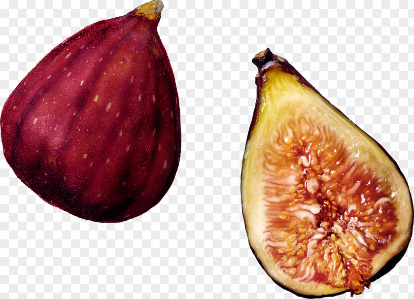 Tree Common Fig Weeping Fruit PNG