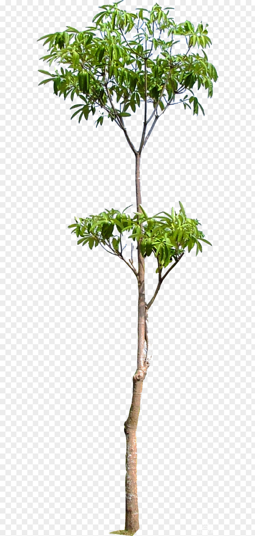 Tree Woody Plant Trunk Branch PNG