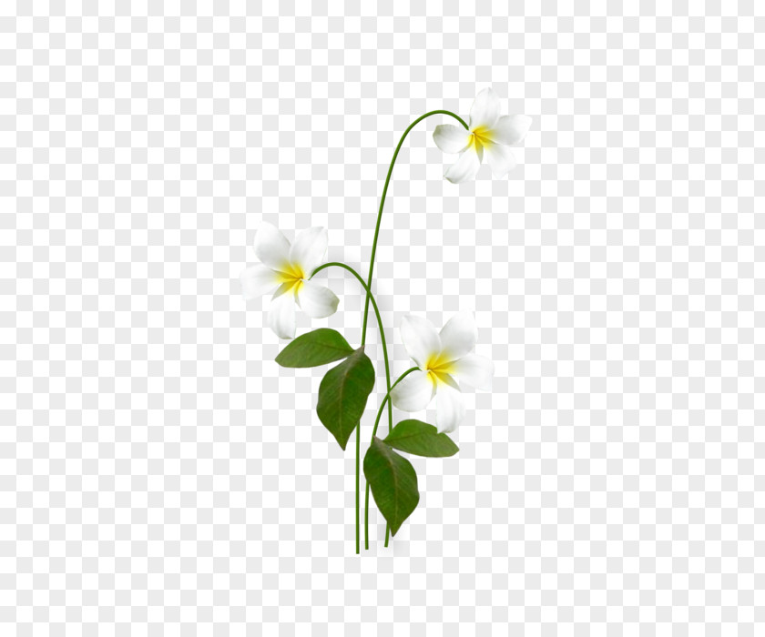 Wildflower Desktop Wallpaper Clip Art PNG