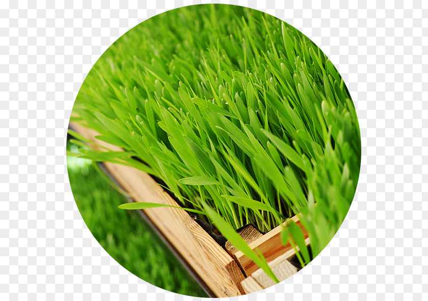 Barley Grass Wheatgrass Health Grasses PNG